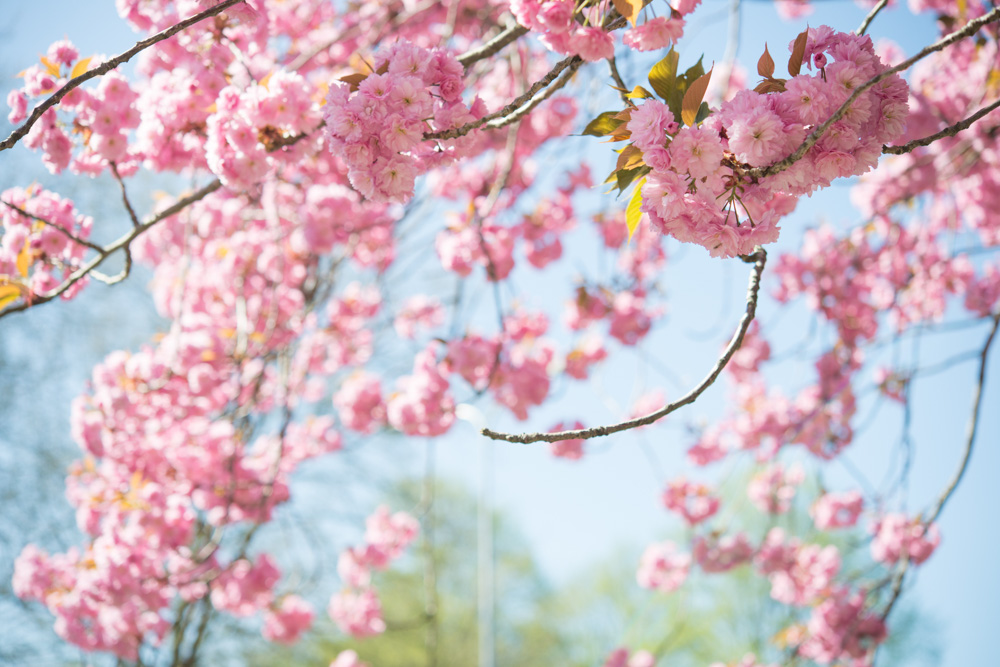 Where to enjoy cherry blossom in Europe? 5 destinations