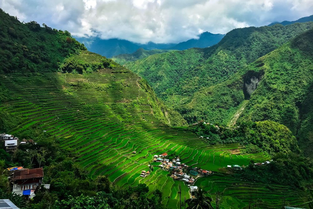 Rice fields in the Philippines