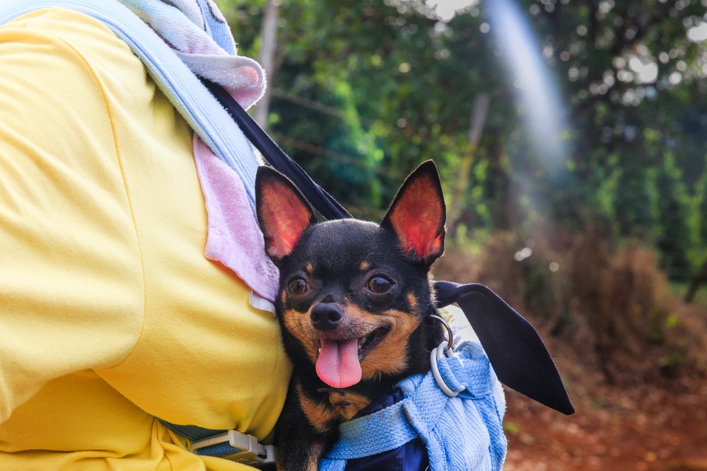 Flying with a pet: Tips and tricks